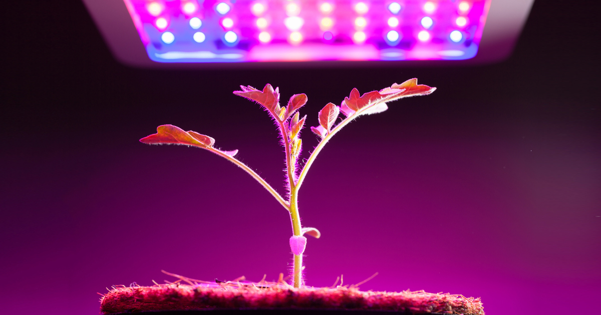 La luce a Ultravioletti nella tua grow room
